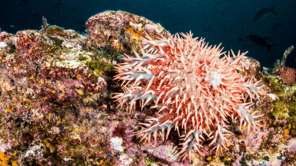 Crown-of-Thorns Starfish