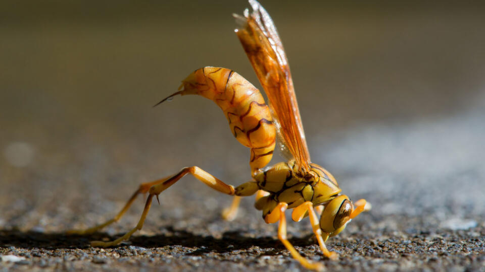 Executioner Wasp