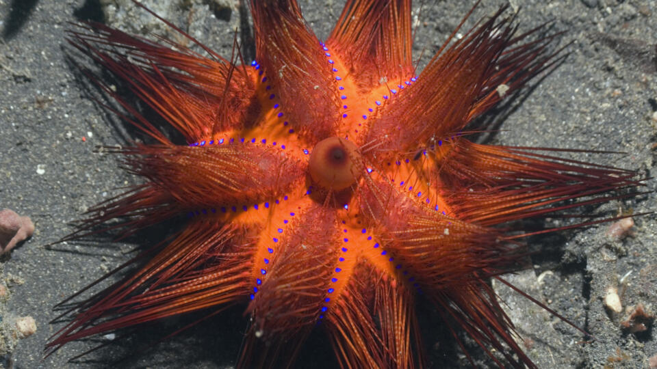 Fire Urchin