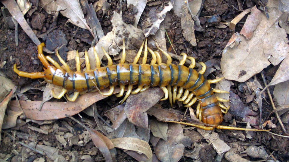 Giant Asian Centipede