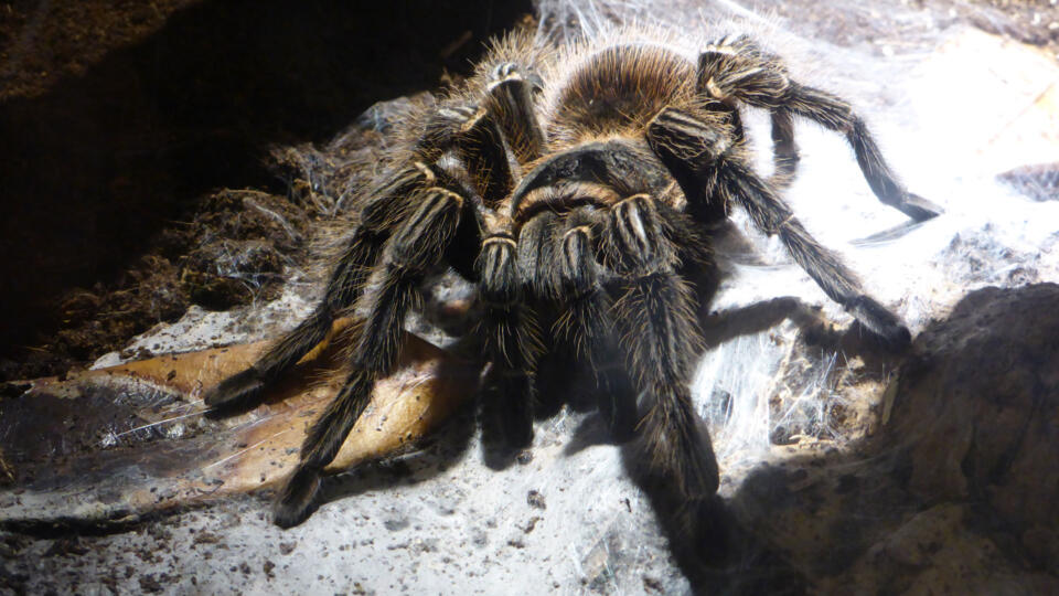 Goliath Birdeater