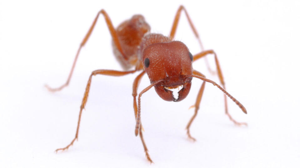 Harvester Ant