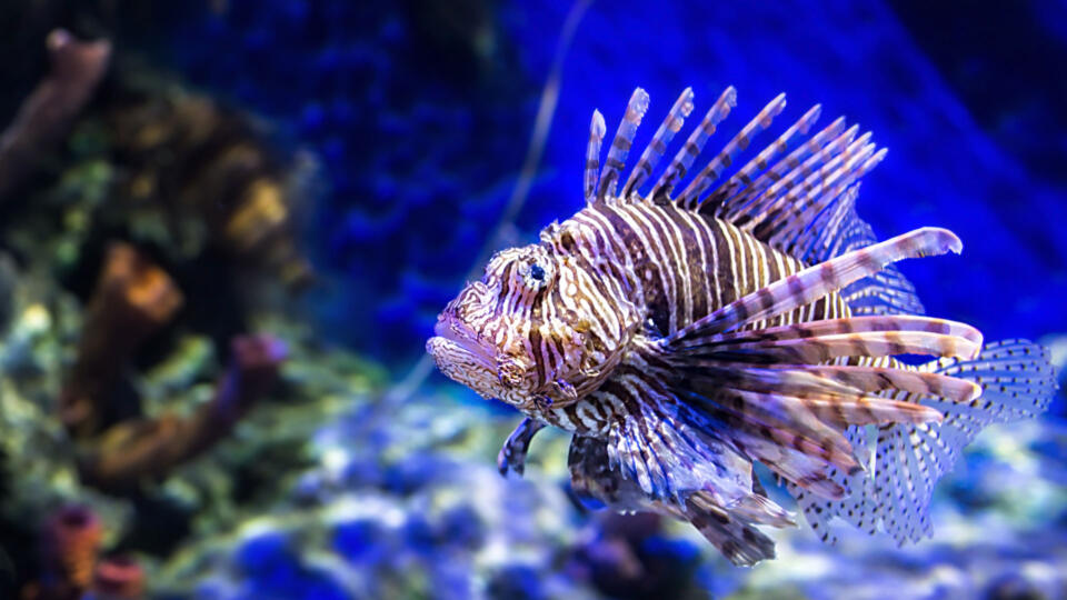 Lionfish