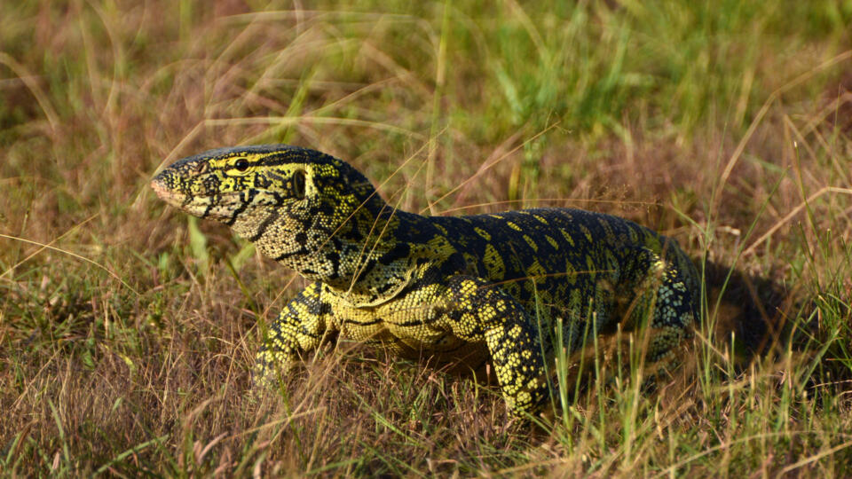 Nile Monitor Lizard