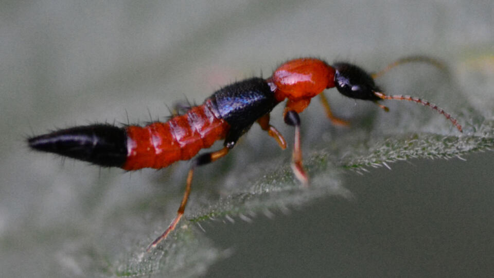 Rove Beetle