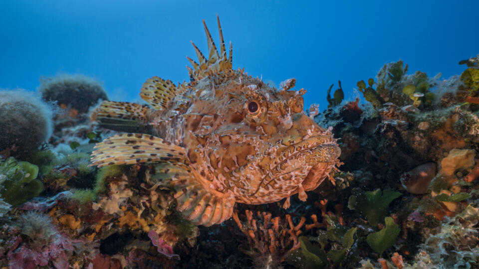 Scorpion Fish