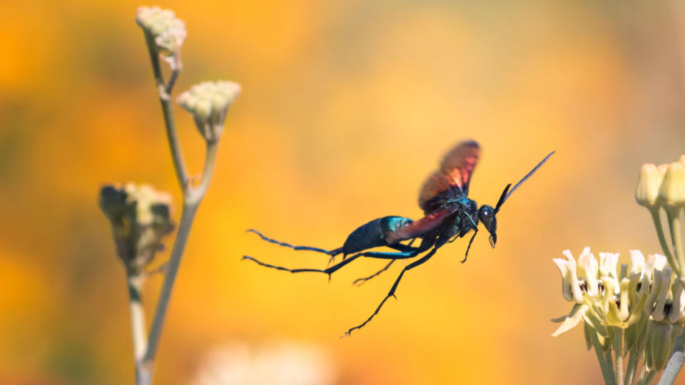 Tarantula Hawk