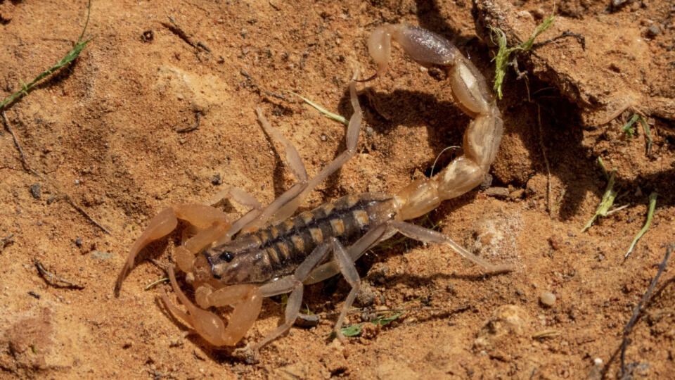 Uroplectes Scorpion