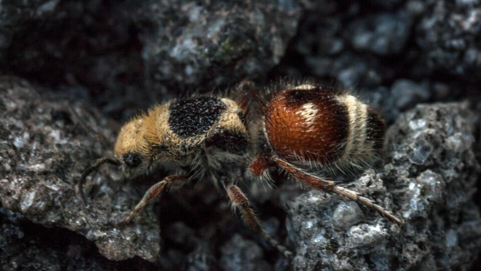 Velvet Ant