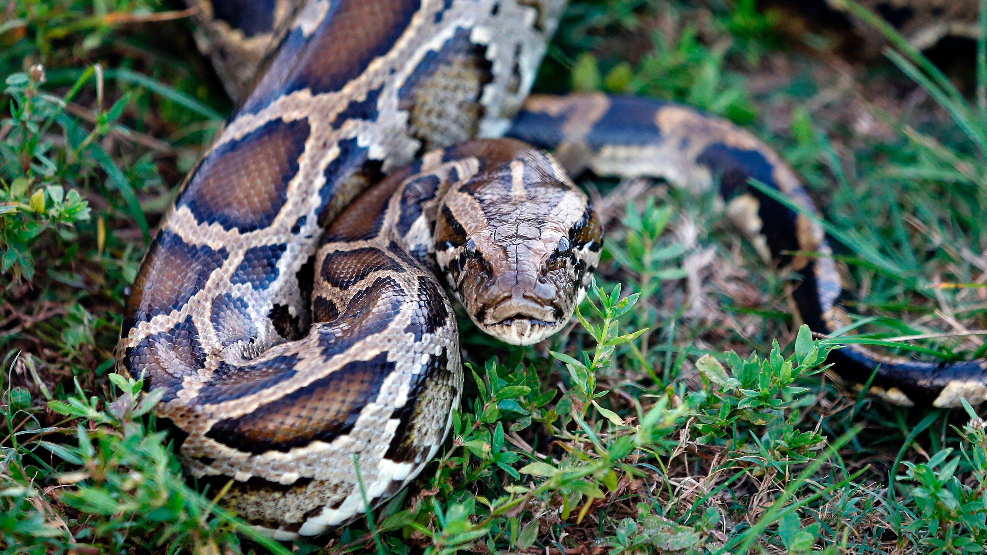 How Burmese Pythons Took Over the Florida Everglades