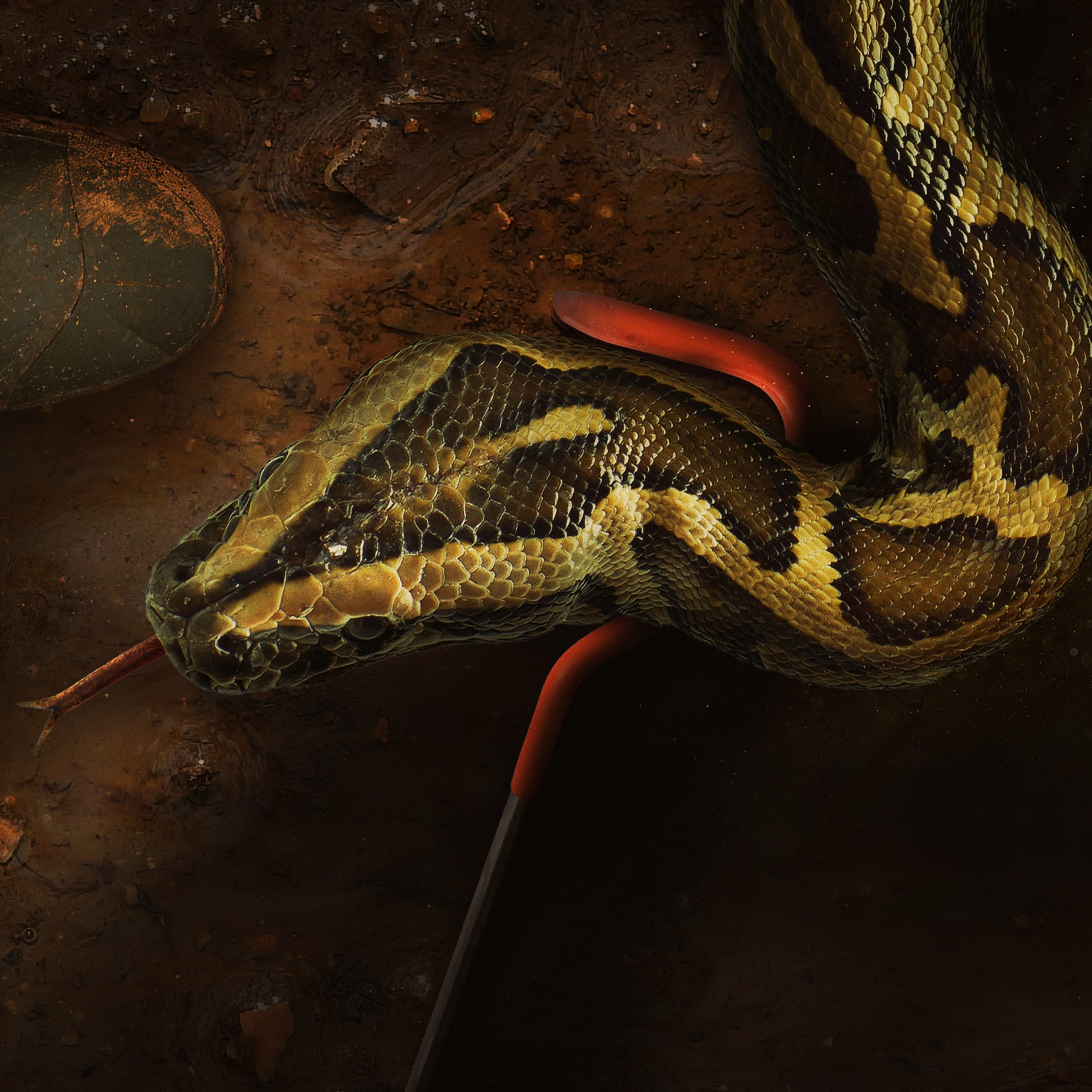 Get Big Snakes.io - Microsoft Store en-IN