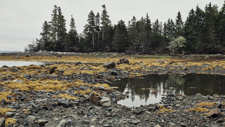 The Curse of Oak Island