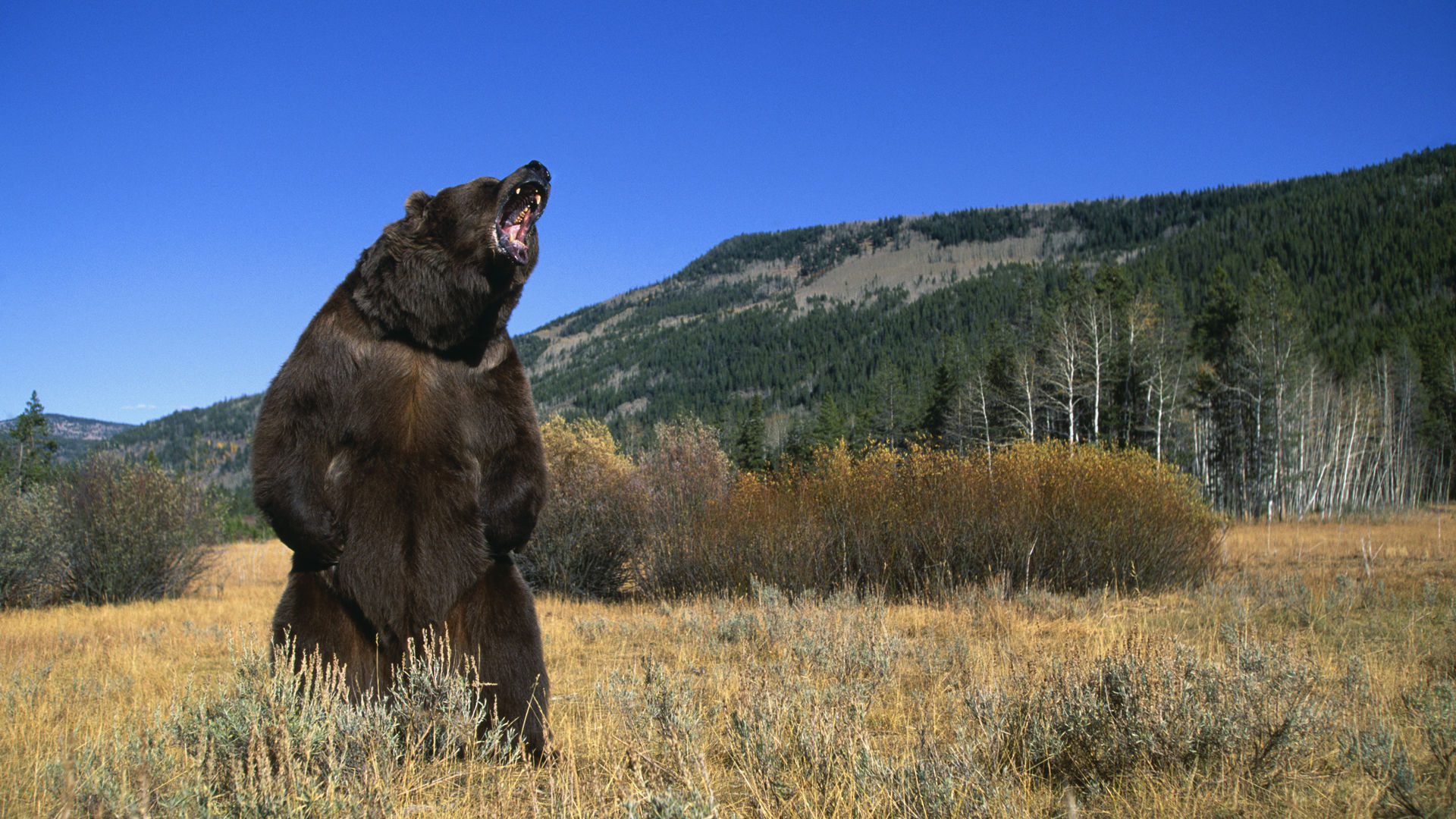 5 of History's Deadliest Bear Attacks