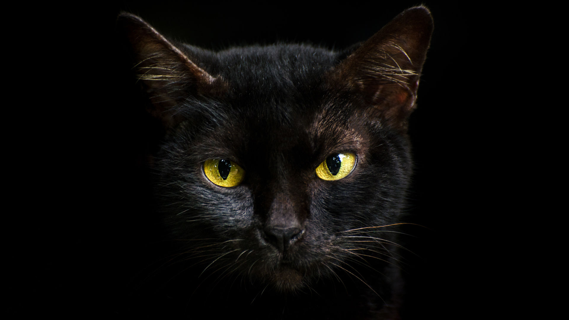 Why Black Cats Are Associated With Halloween and Bad Luck