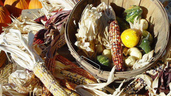 7 Foods Developed by Native Americans