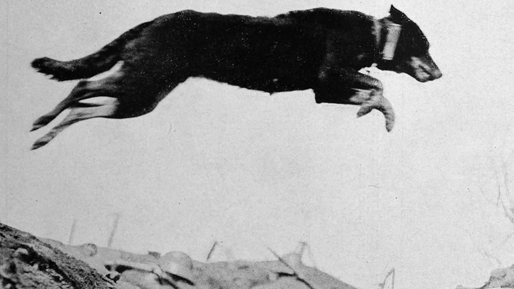 26 Photos of Dogs Being Heroes in WWI