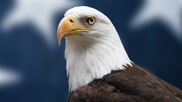 How Did the Bald Eagle Become America’s National Bird?