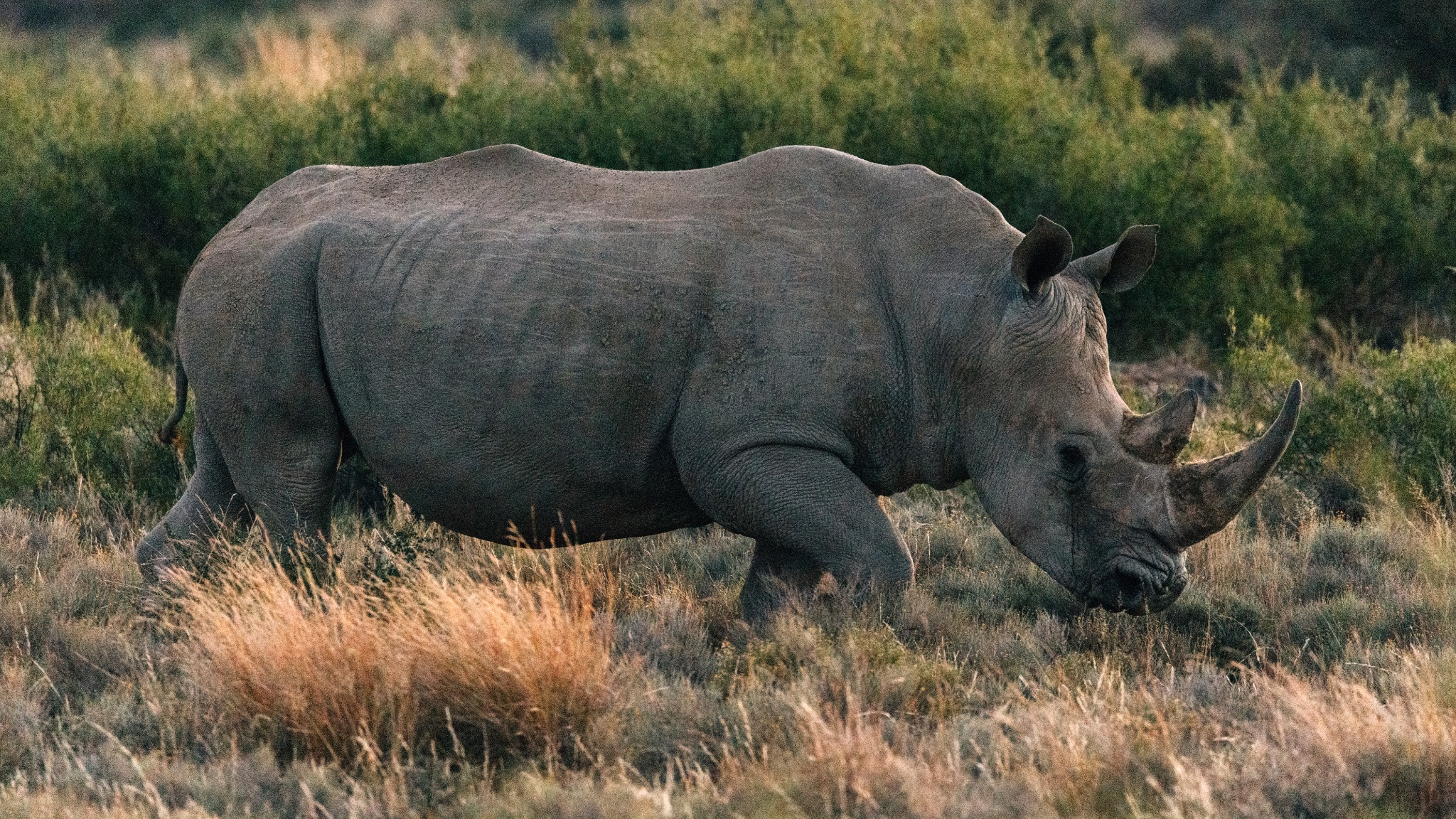 A photo of a rhinoceros