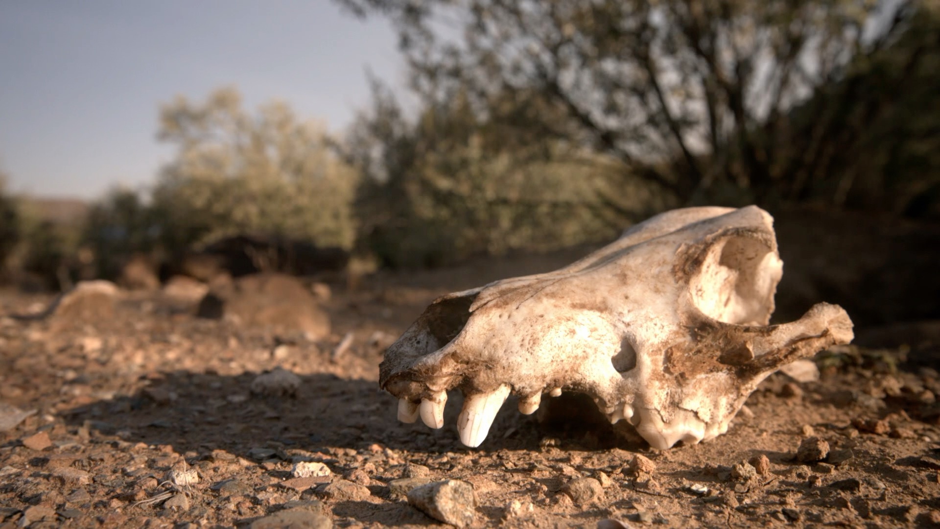 Alone In Africa: Inside the Challenges and Perils of the Great Karoo