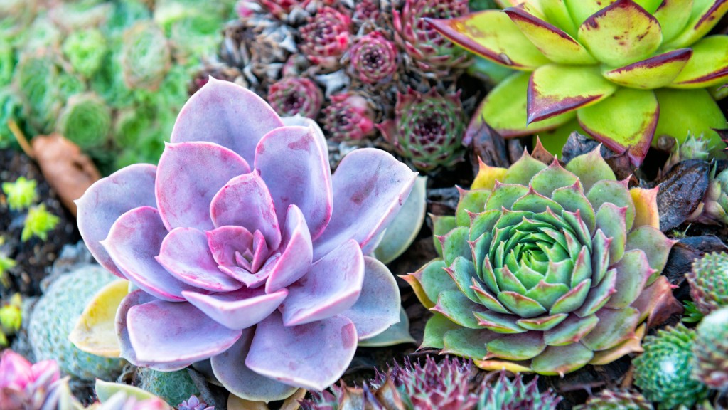 Tiny House Tinier Plants