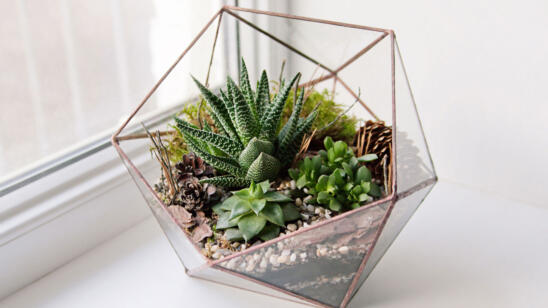 Succulents: 5 Reasons You Need These Tiny Plants in Your Small Space