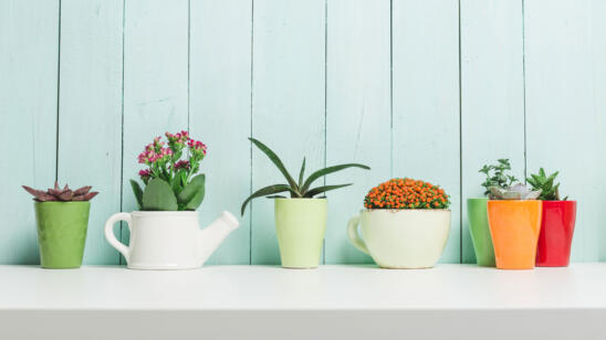 Easy Houseplants for Every Lifestyle