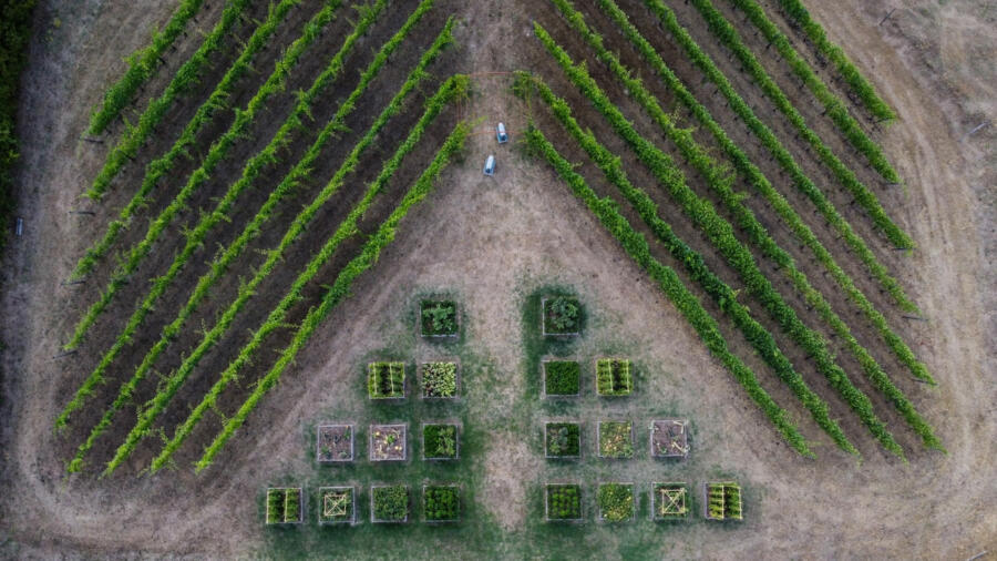 Rachael’s garden, which had to be moved to be closer to her kitchen entrance