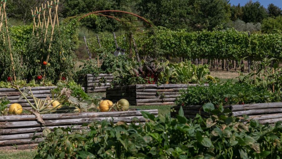 Rachael’s newly created vegetable garden.