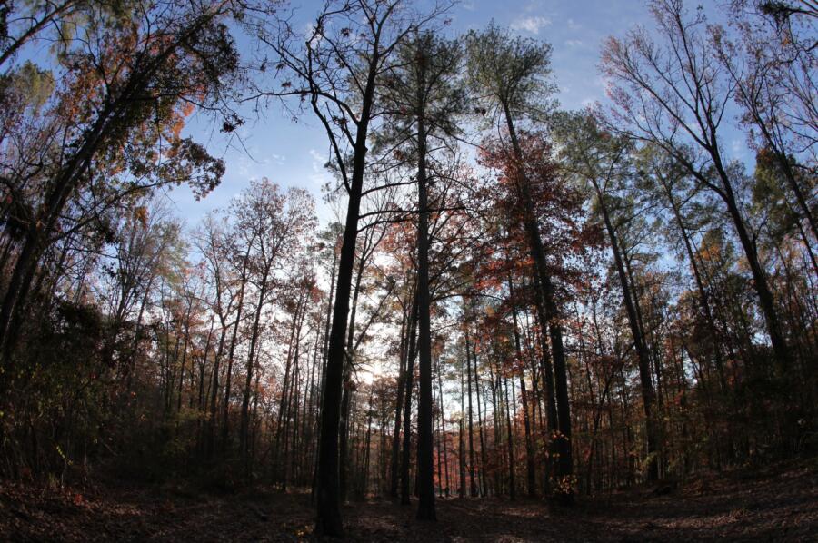 A beautiful view of part of the Robertson family's property.