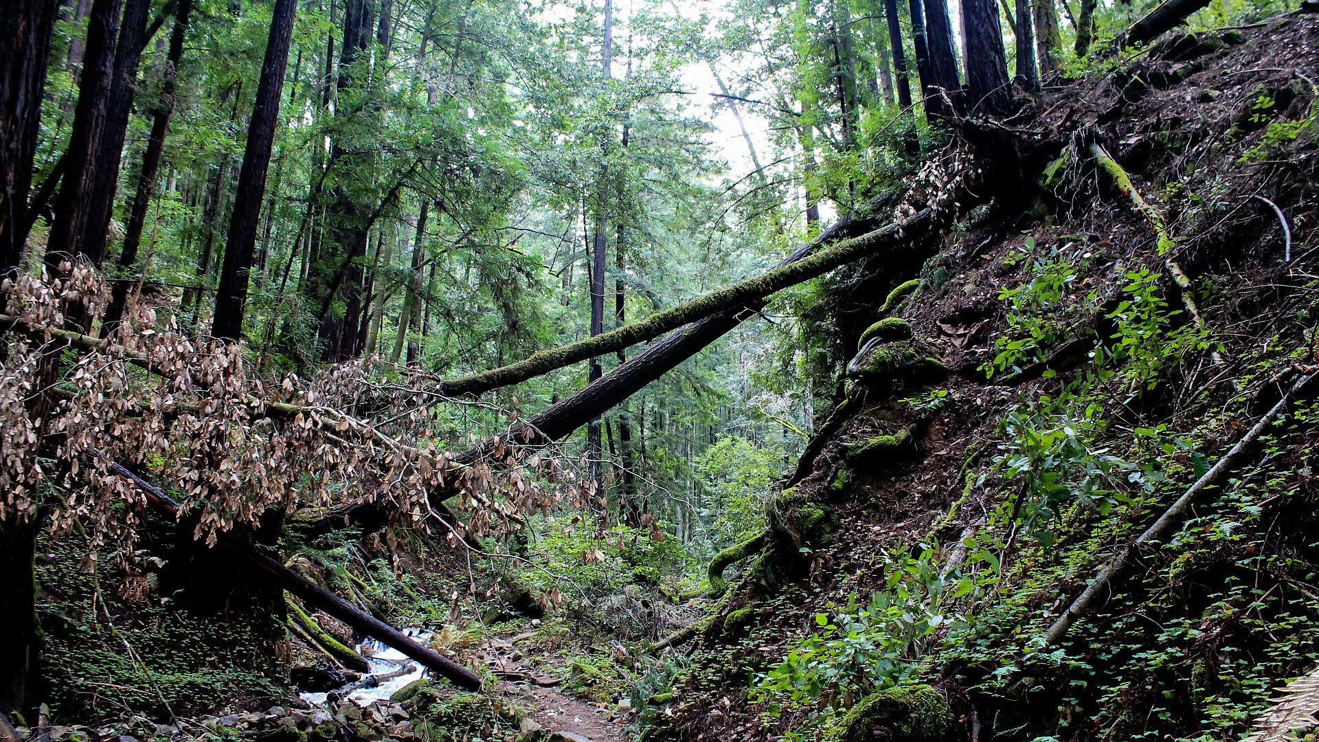 An ancient forest in California, possible home of the Bigfoot.