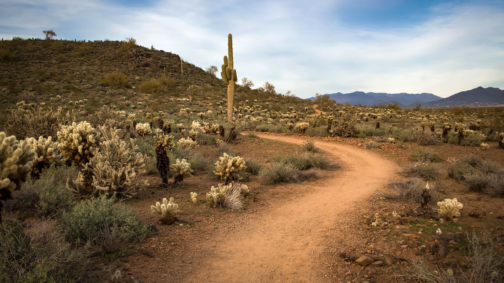 The Ocotillo Trail leads off into the Arizona desert.