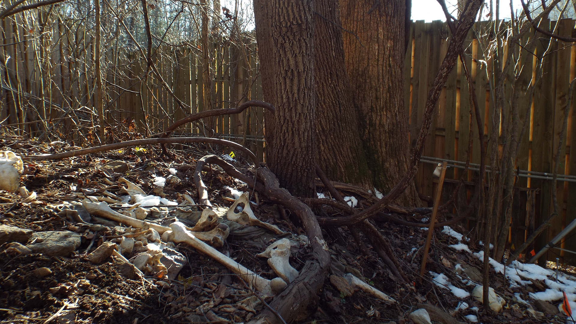 Down on the Body Farm: Bodies 'Eat Themselves' While Researchers Watch and Learn