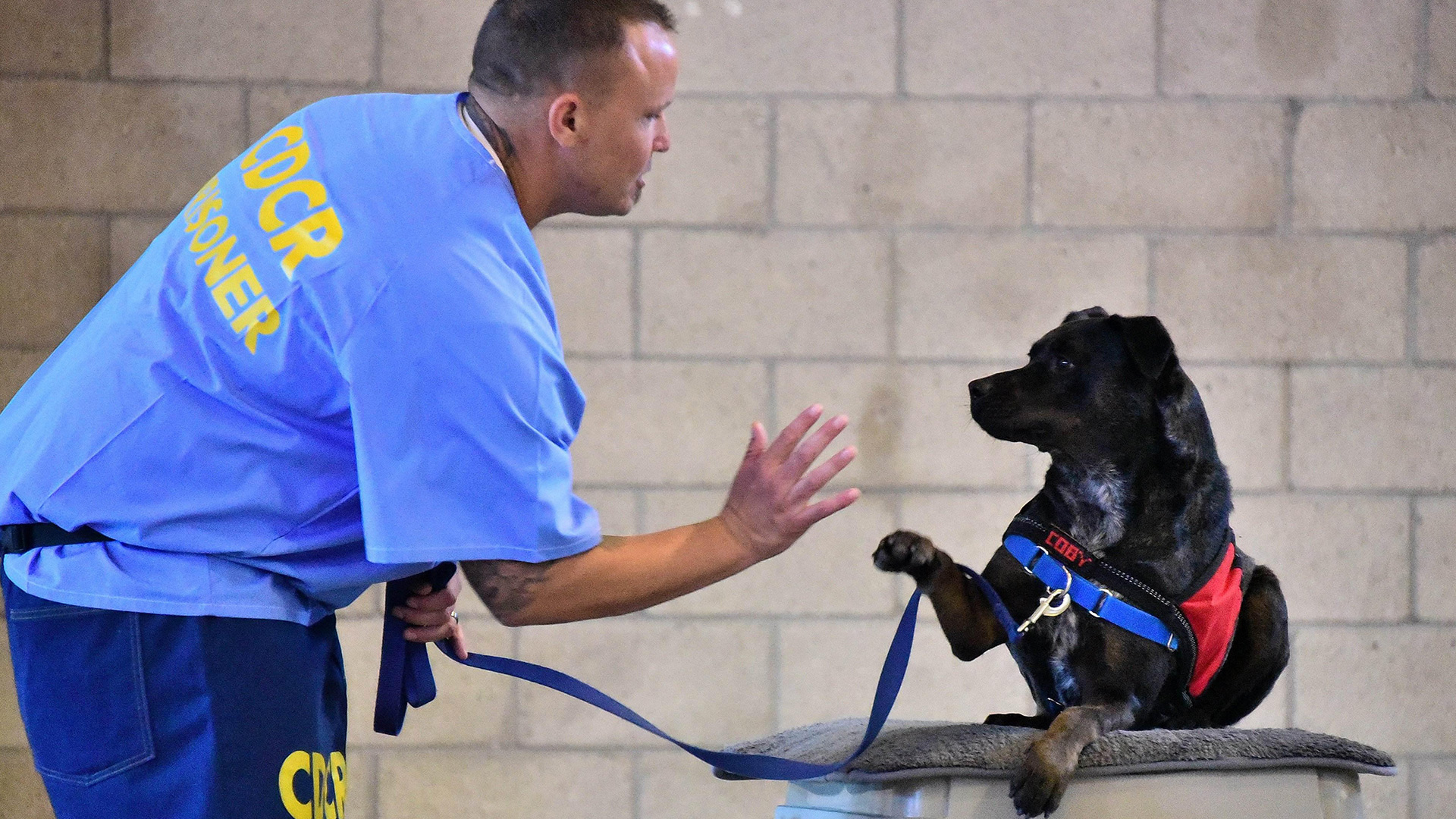 Dogs Behind Bars: What Inmates Get From Training Service Animals