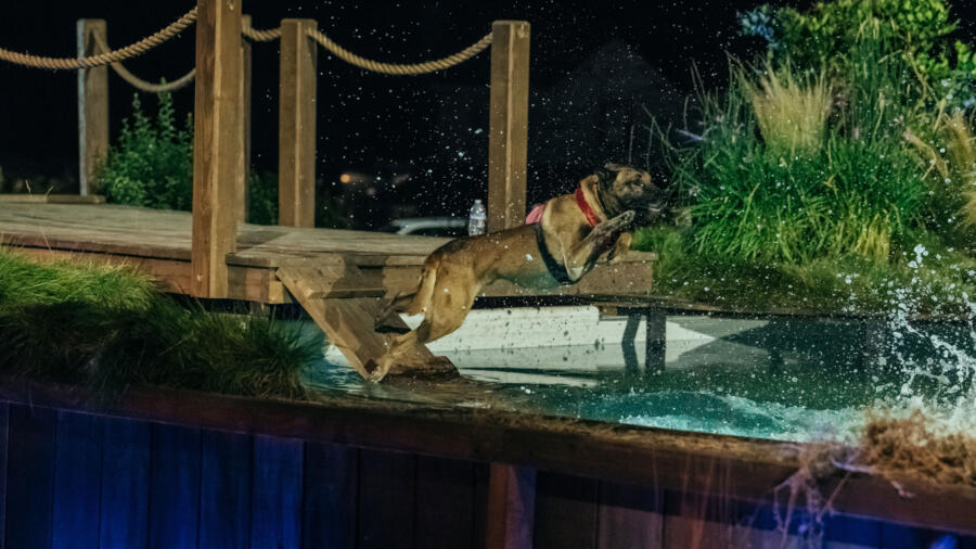 Falco leaps into the Splashdown pool