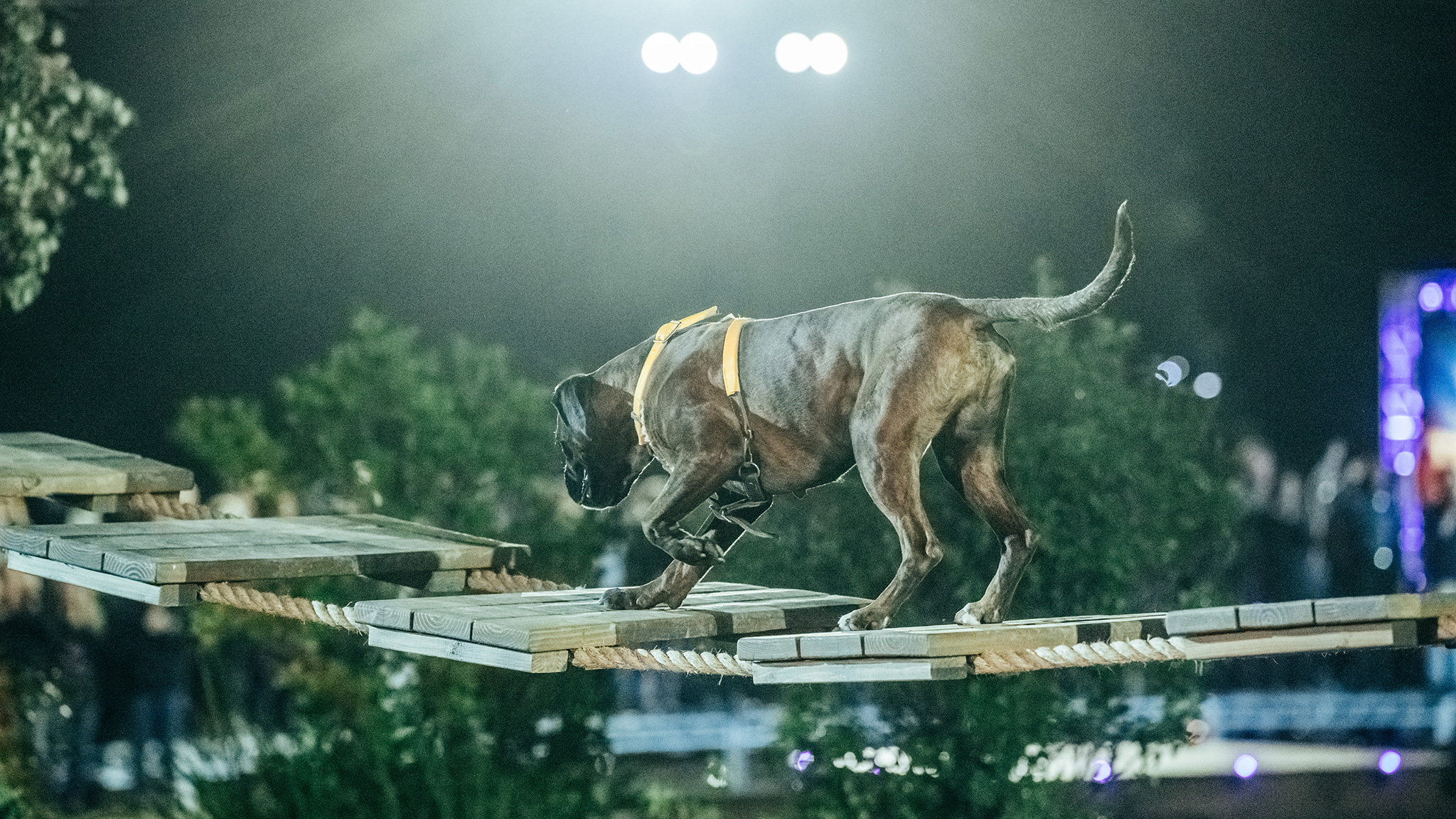 Careful paw placement is vital on the Rope Bridge.