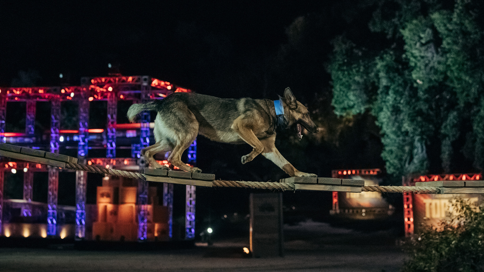 A K9 competitor crosses the shaky Rope Bridge.