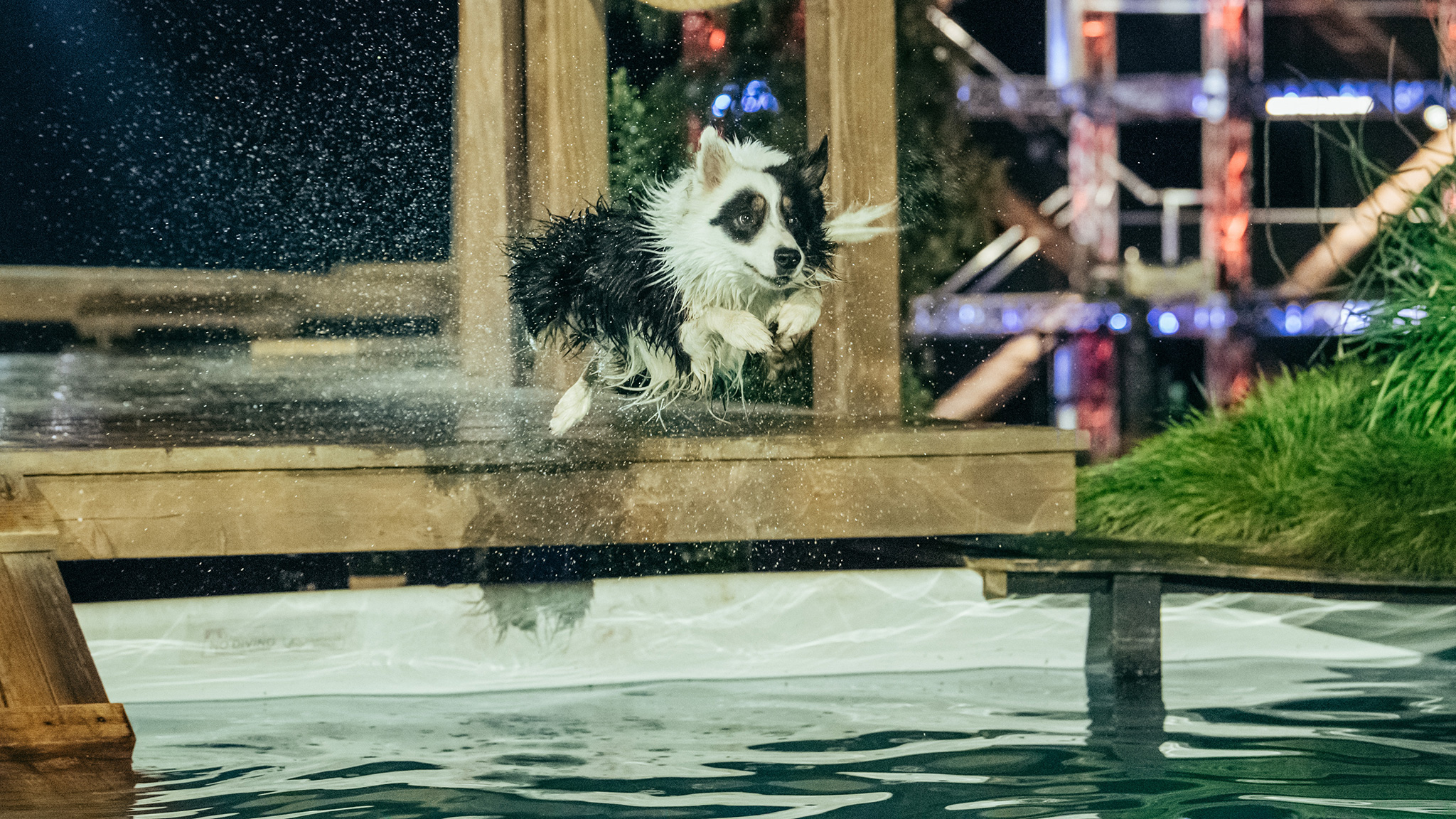 A furry participant takes a flying leap into the Splashdown pool