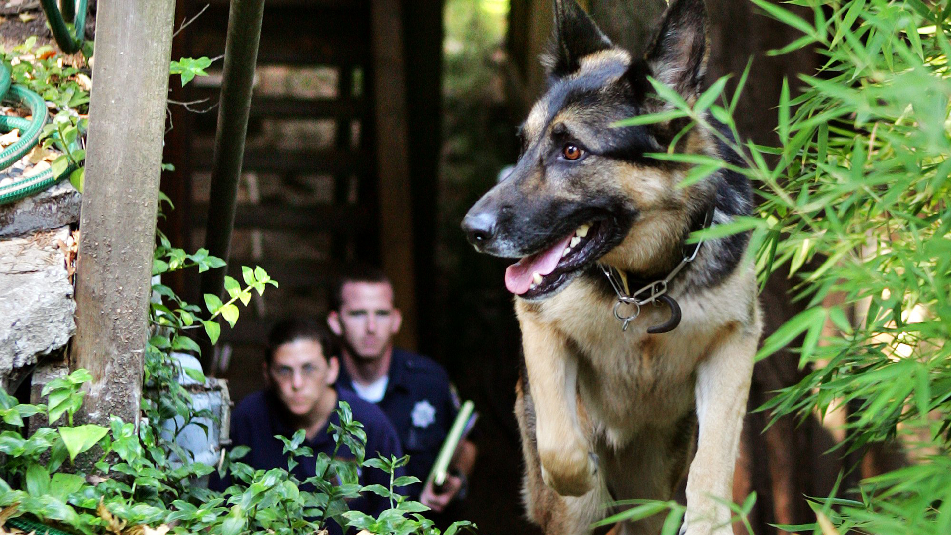 How Cadaver Dogs and Their Handlers Help Solve Crimes