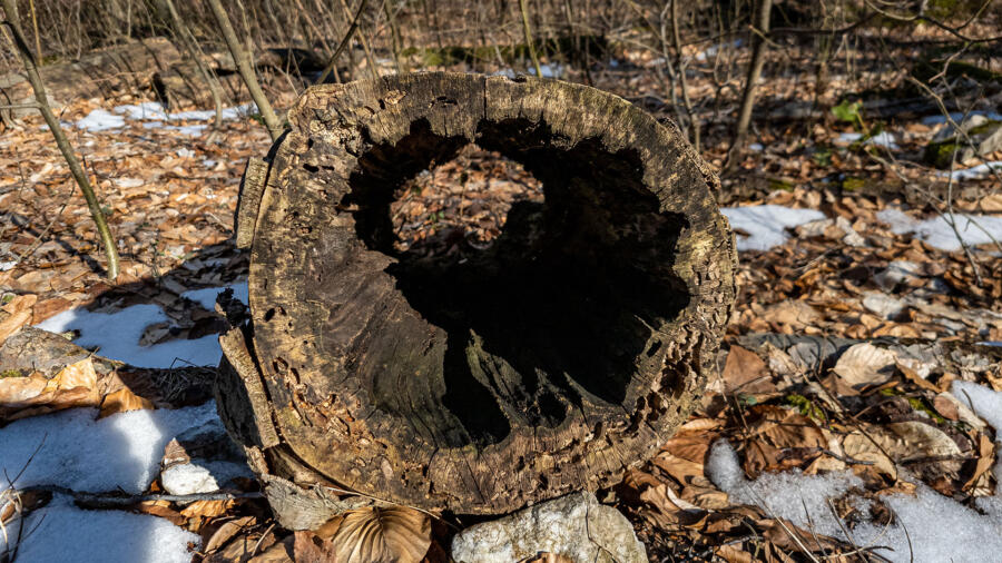 Photo of a hollow tree