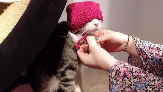 VIDEO: Pussy Hats at the Cat Café
