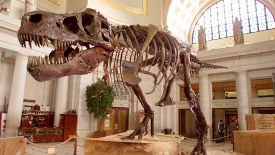 August 12, 1990: Susan Hendrickson Discovered the Largest and Most Complete Tyrannosaurus Rex Skeleton