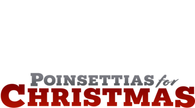 Poinsettias for Christmas