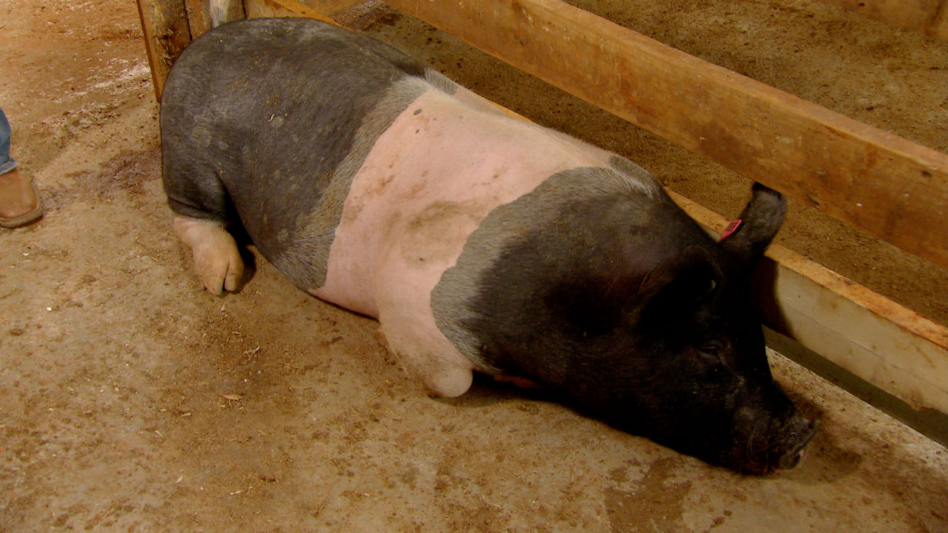 Watch Kim of Queens Season 2 Episode 7 Lifetime