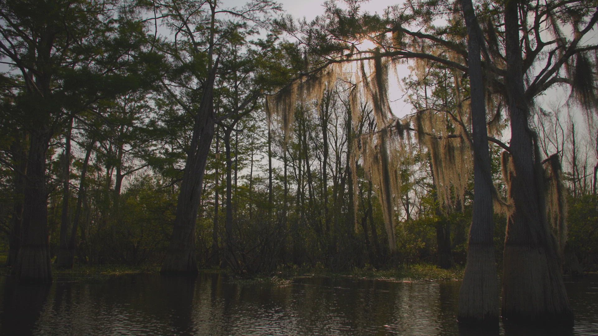 Monster in Bayou Pigeon