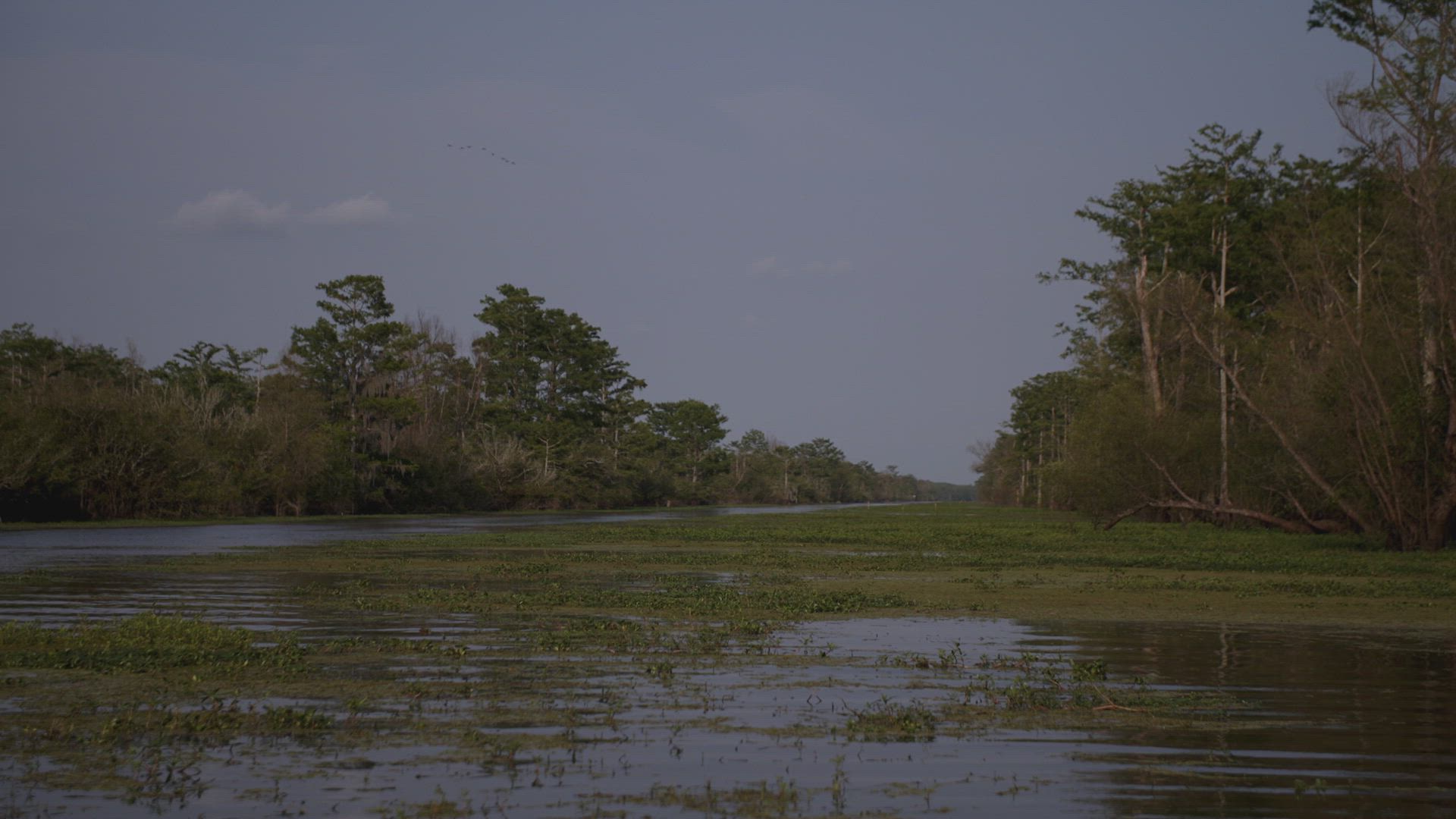 Cold Case Files: Murder in the Bayou