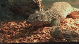 Here Lizard, Lizard