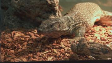 Episode 4 Here Lizard, Lizard