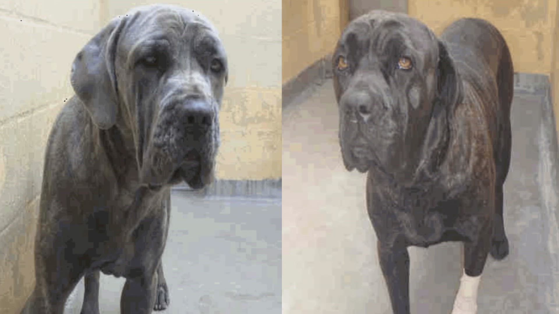 Fugitives Caught on Tape (#217)