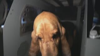 Live PD: Greatest Shifts - 613