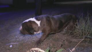 Live PD: Greatest Shifts - 618